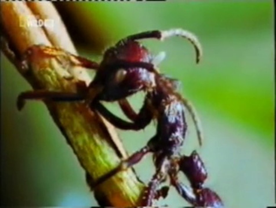 Hormigas zombies Hongo ophiocordyceps Vídeo Dailymotion