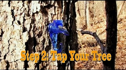 How to Make Maple Syrup and Sugar