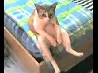 депресия не только бывает у людей,но и у котов...