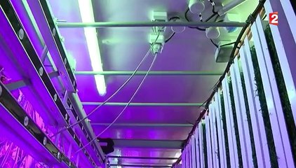 Bientôt des fraises toute l'année ?