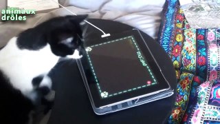 Chats drôles jouant sur iPad Compilation 2014 [NEW HD]