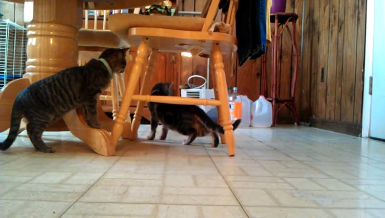 Коты и попугай