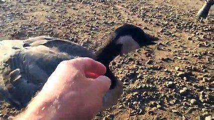 Lead a Goose to Water