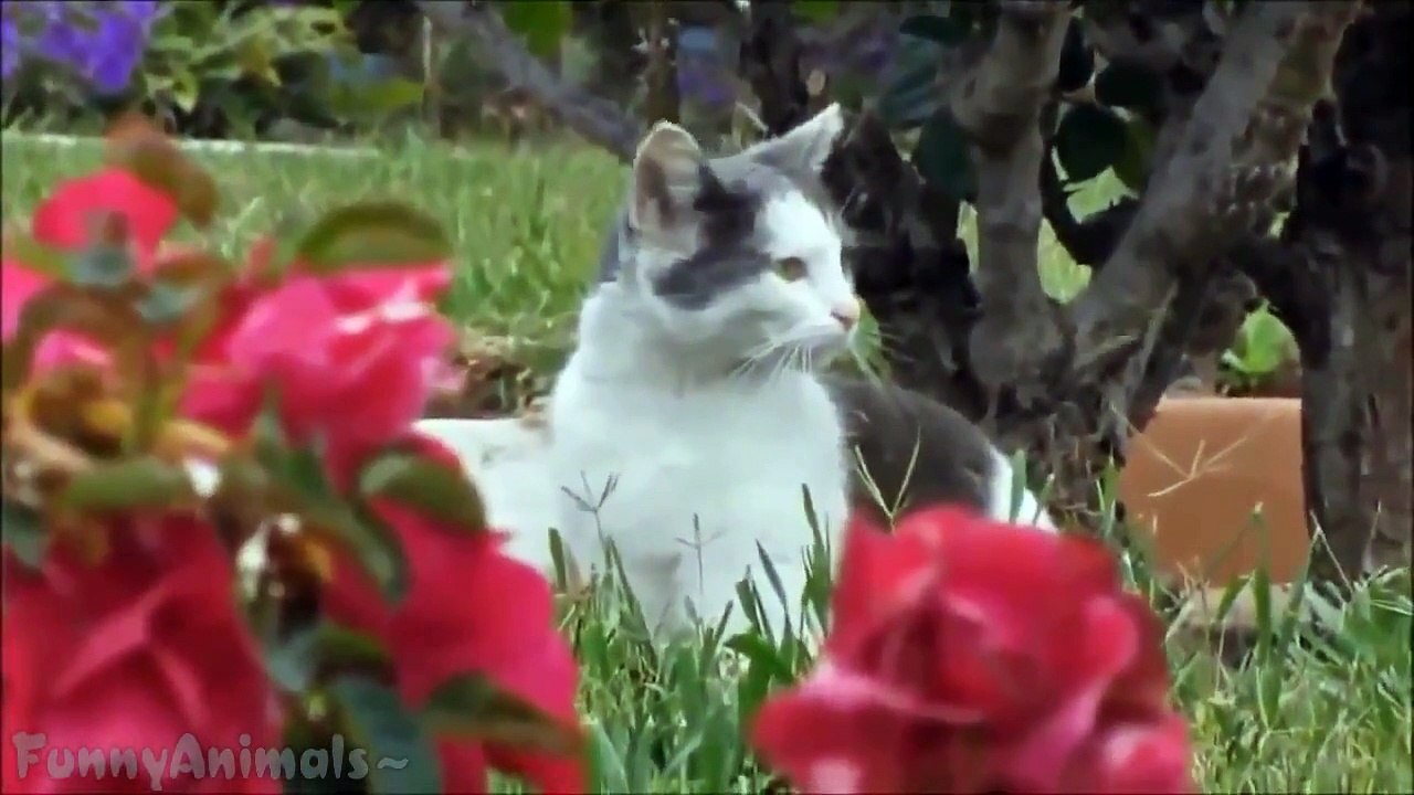 Cats Compilation