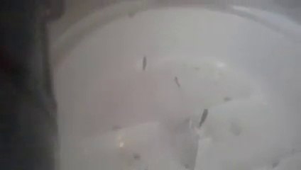 Buharlı detaylı temizlik