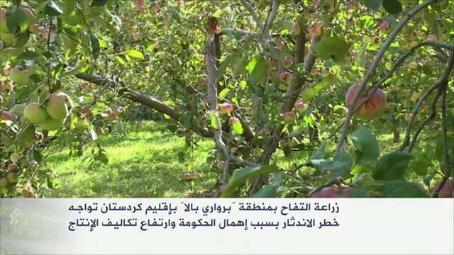 زراعة التفاح بكردستان العراق تواجه خطر الاندثار