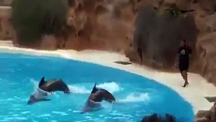 Surprised and Amazing Dolphins Show