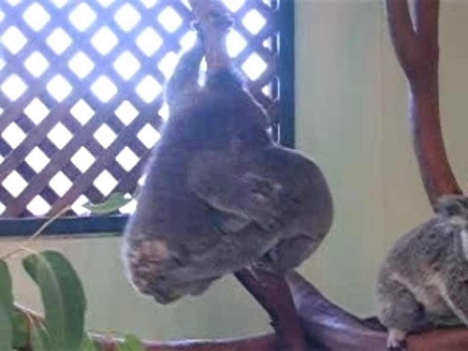 cute animal