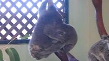 cute animal
