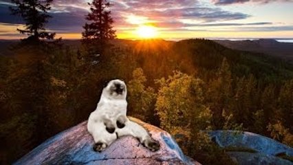 Guru Master cat Overtone Meditation Session 1