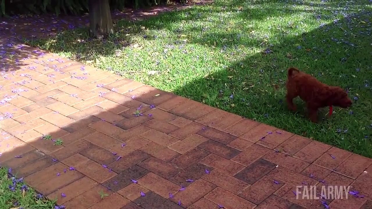 Funniest Animal Fails Compilation || FailArmy