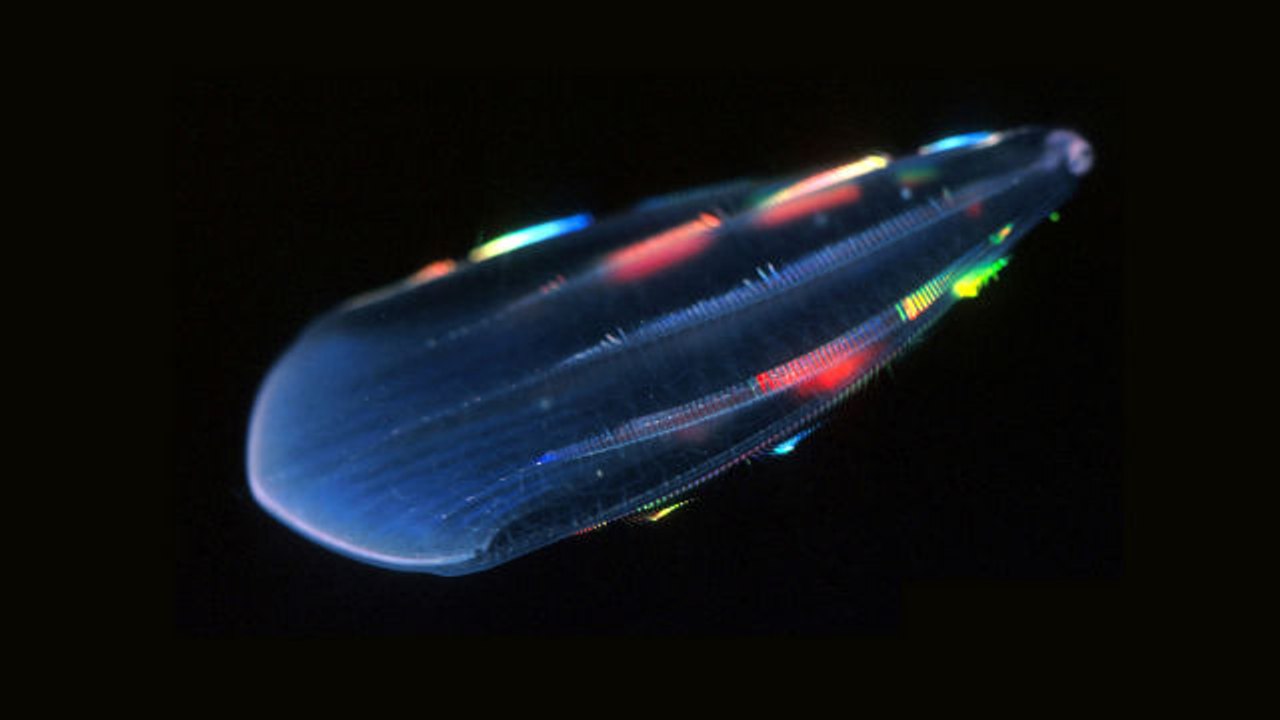 Absurd Creatures | Comb Jellies Are Ready to Rave