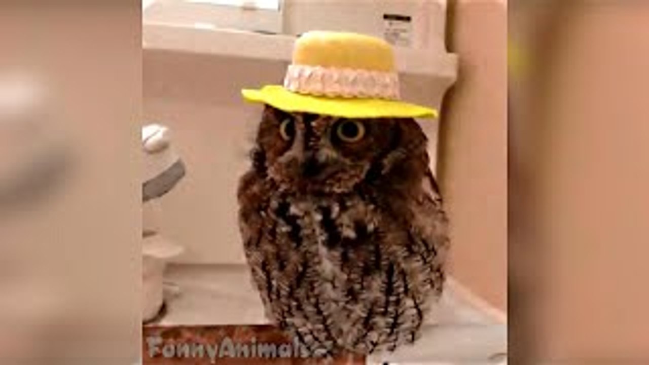Funny Animal Vine Compilation 2015