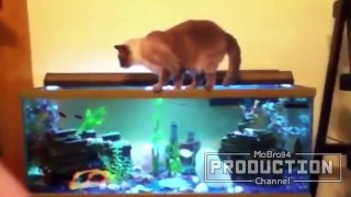 Cats vs aquariums - Funny and cute cat compilation