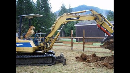 Animals That Want To Be Human Really Badly