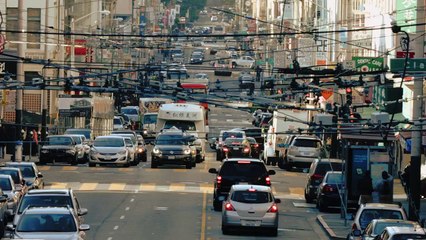 BIRDS — An Eye-Opening Documentary About the State of our Avian Friends