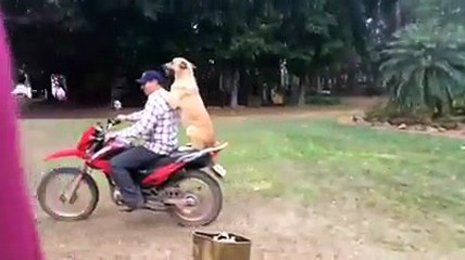 Cachorra sobe para andar de moto