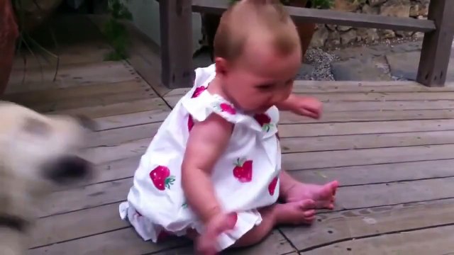 Funny Animal Compilation [Must See] Best Videos Cats Dogs Rabbits 2015 HD