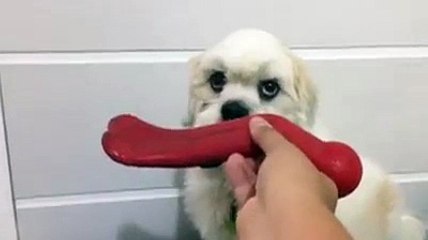 A grande escolha animal