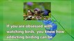 Backyard Birding With Bird Feeders - Does It Work?