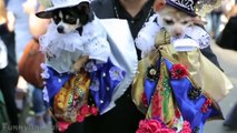 Cats and Dogs Wearing Halloween Costumes - Funny and Cute Animal Compilation