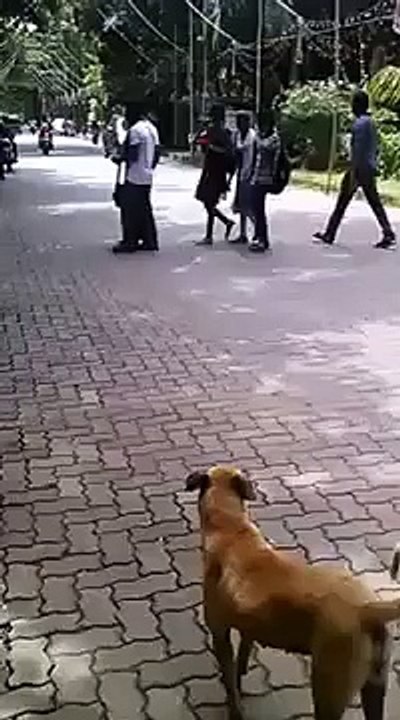 Moto STUNT Fail