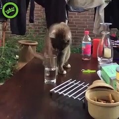 Il trolle un chat qui trempe la patte dans un verre d