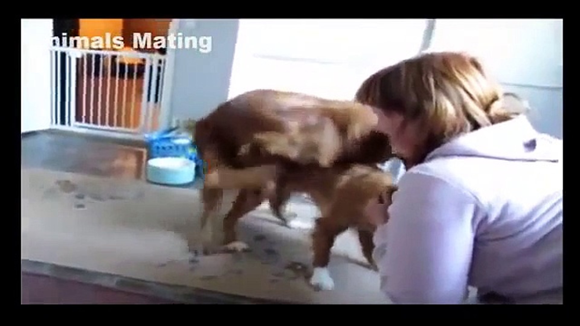 Animal Mating|Funny Animals|Dog Mating Compilation - Dailymotion Video