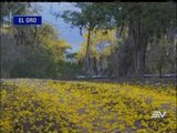 Guayacanes florecen