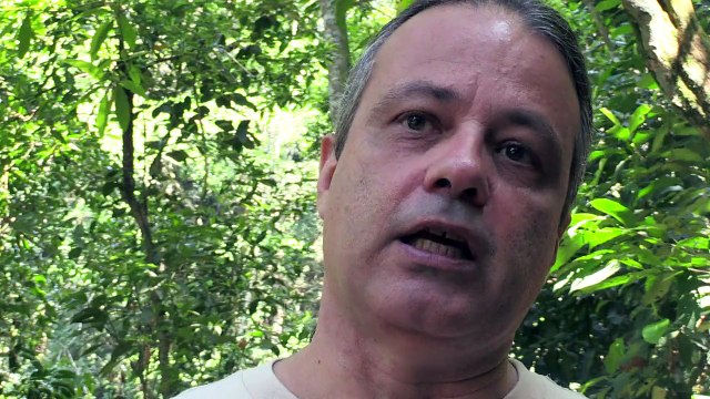 اعادة انواع من السعادين الى موطنها الطبيعي في ريو دي جانيرو