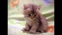 Funny Cats Videos: Cat Compilation Funny Cat Videos Funny Animals Funny Animal Videos