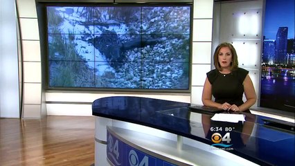 Small Plane Crashes In Everglades Near Coral Springs