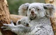 Koalas (Phascolarctos cinereus)