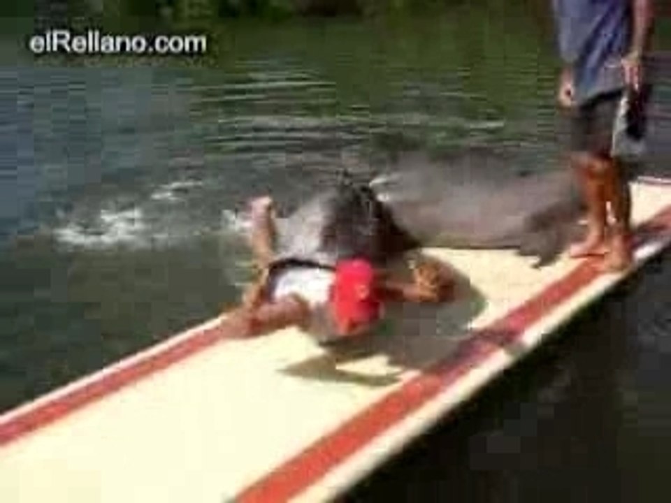 Delfin Violador