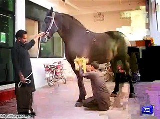A Girl is Kissing to Zuljinah in Moharram