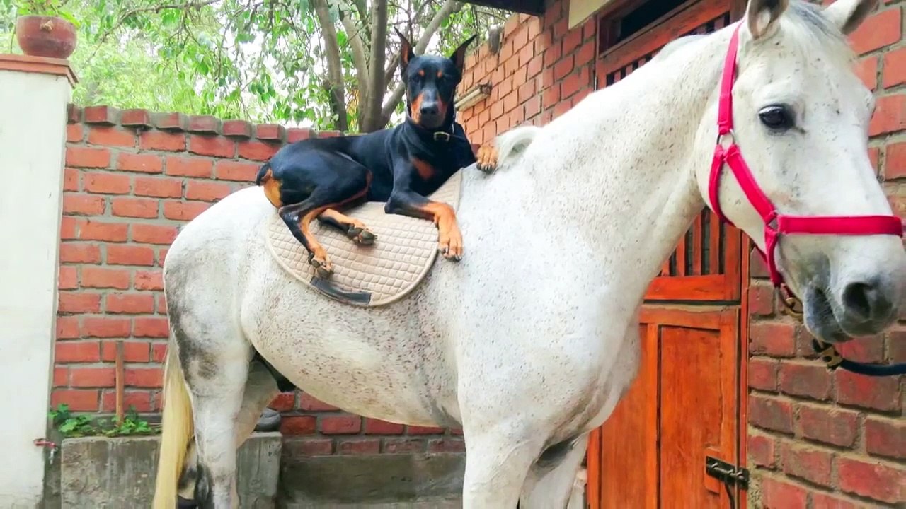 On surnomme ce dobermann le "chien qui murmure à l'oreille des chevaux" ; attendez donc de découvrir pourquoi...