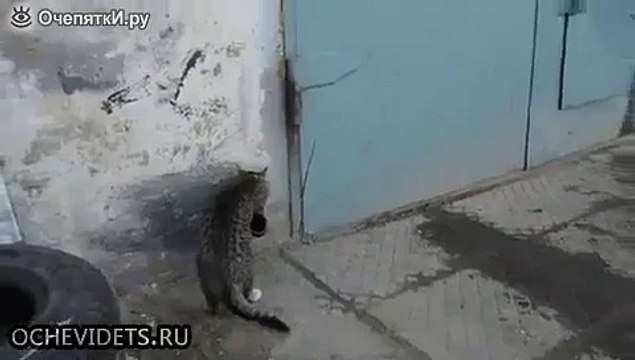 Демонтаж трубы с помощью кота