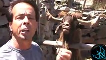 Hayvanlar vs insanlar - Komik Video Derlemesi