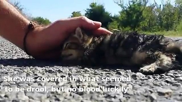 De l'amour et des caresses font revivre ce chaton abandonné dans la rue