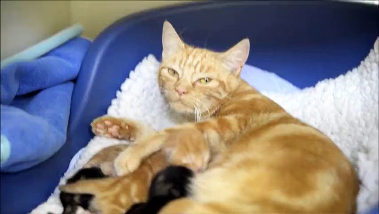 Cette chatte rousse sauvée par un refuge donne naissance à une portée très spéciale