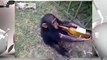 Ngakak,Simpanse Mabuk dan Nangis menjerit / Chimpanzees drunk and screaming Crying