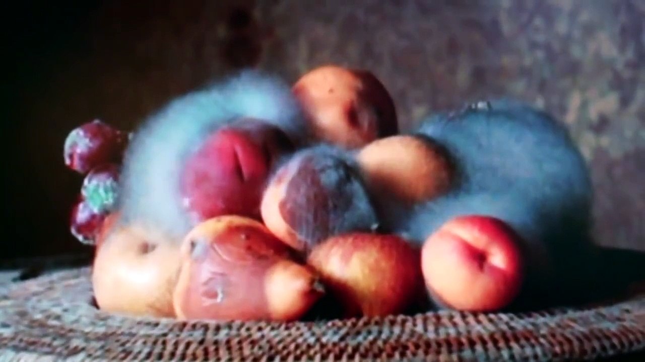 Still Life by Sam Taylor-Wood