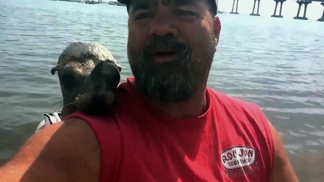Cet homme a un nouveau copain : une loutre de mer trop mignonne