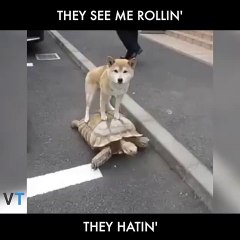 They See Me Rolling