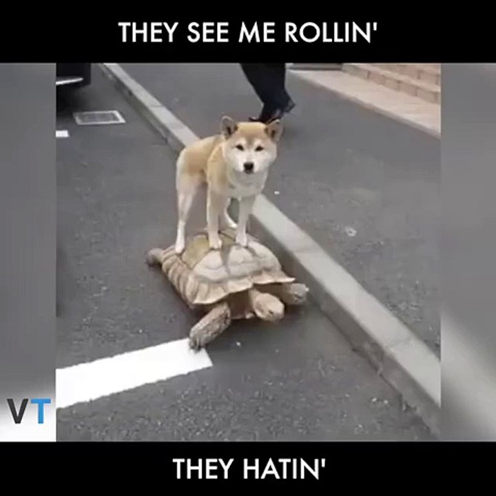 They See Me Rolling
