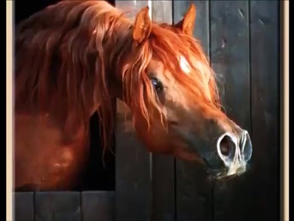 رسـالة - ناصر المزداوي