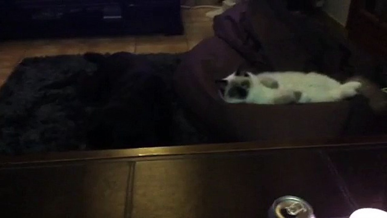 FERGIE et LOUKA