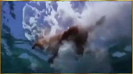 Dolphin and Dog - Must Watch Video