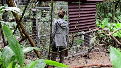 Los monos aulladores vuelven a la selva de Rio