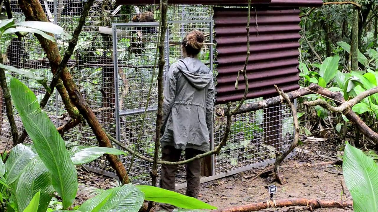 Los monos aulladores vuelven a la selva de Rio